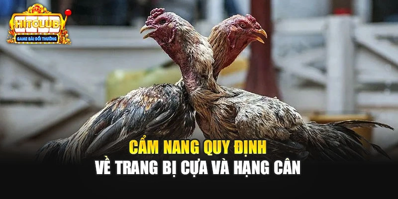 Cẩm nang quy định về trang bị cựa và hạng cân 