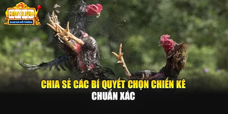 Chia sẻ các bí quyết chọn chiến kê chuẩn xác 