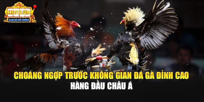 Choáng ngợp trước không gian đá gà đỉnh cao hàng đầu châu Á
