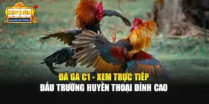 Đá Gà C1 - Xem Trực Tiếp Đấu Trường Huyền Thoại Đỉnh Cao