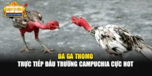 Đá Gà Thomo - Trực Tiếp Đấu Trường Campuchia Cực Hot