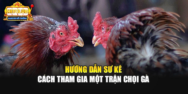 Hướng dẫn sư kê cách tham gia một trận chọi gà