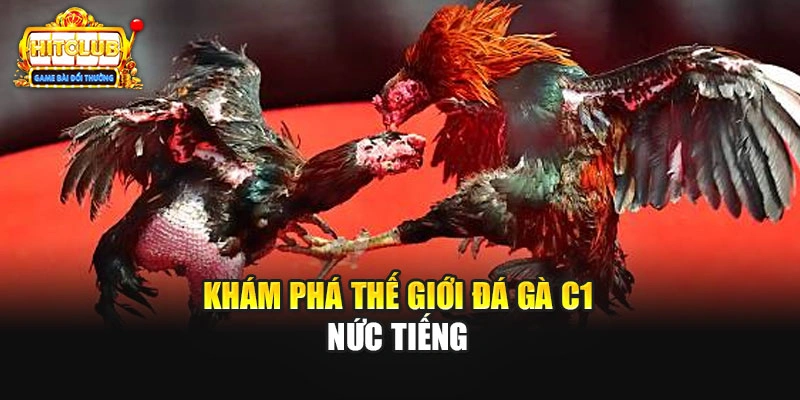 Khám phá thế giới đá gà C1 nức tiếng