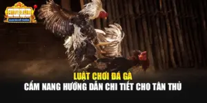 Luật Chơi Đá Gà - Cẩm Nang Hướng Dẫn Chi Tiết Cho Tân Thủ