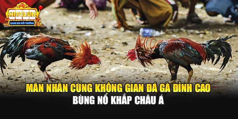 Mãn nhãn cùng không gian đá gà đỉnh cao bùng nổ khắp châu Á