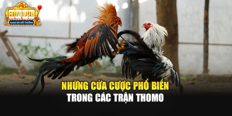 Những cửa cược phổ biến trong các trận Thomo
