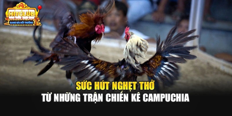 Sức hút nghẹt thở từ những trận chiến kê Campuchia 