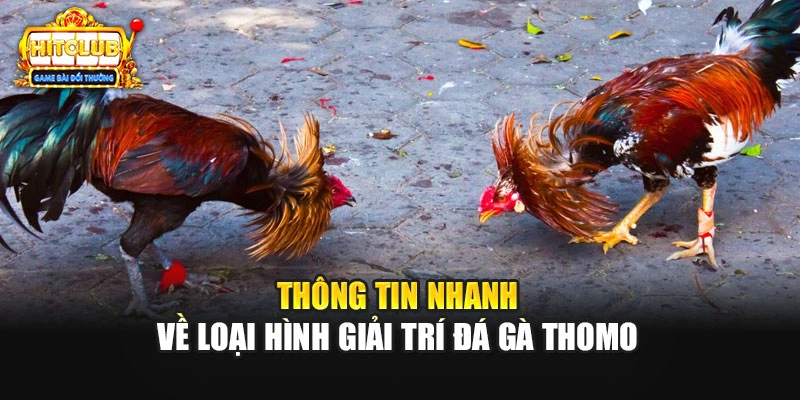 Thông tin nhanh về loại hình giải trí đá gà Thomo