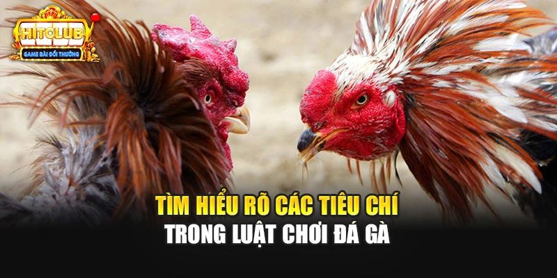Tìm hiểu rõ các tiêu chí trong luật chơi đá gà