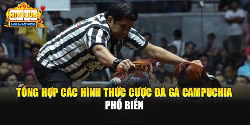 Tổng hợp các hình thức cược đá gà Campuchia phổ biến 