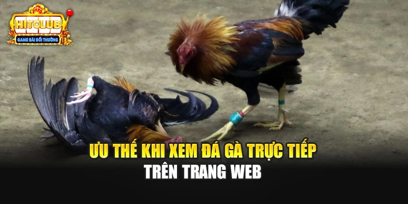 Ưu thế khi xem đá gà trực tiếp trên trang web