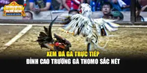 Xem Đá Gà Trực Tiếp - Đỉnh Cao Trường Gà Thomo Sắc Nét